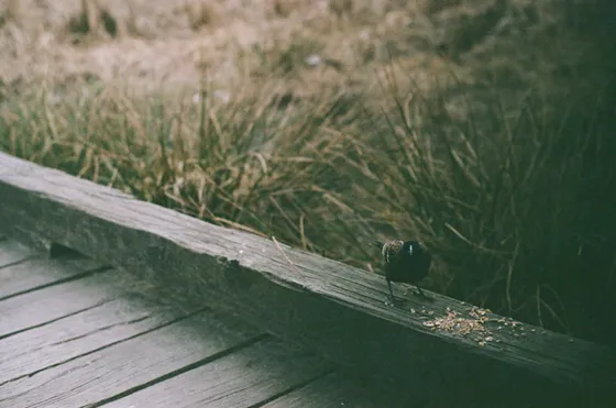 Analog film capturing authentic emotions