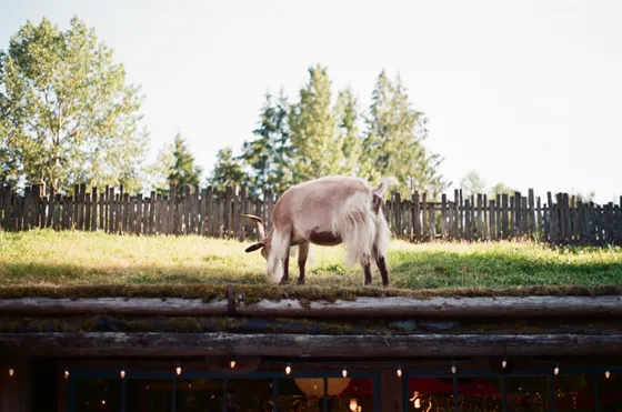 Film photography capturing timeless moment